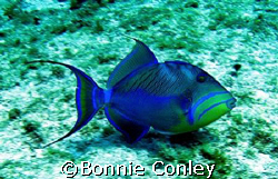 Queentriggerfish seen April 2007 at Isla Mujeres.  The ph... by Bonnie Conley 